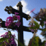 Каждую могилу на кладбищах Дубны сфотографируют с воздуха - Regions.Ru