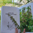 Ученые составили «красную книгу» растений подмосковной Дубны - Regions.Ru